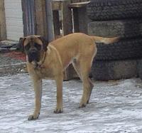 '89 Ramcharger 12V 5-speed 4x4 build-pooch.jpg