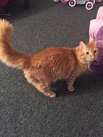 1992 W250 Resurrection/Modding-tmp_12431-00y0y_1gzjdvwh42o_600x450-465551324.jpg