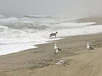 What did you do to your Gen 1 today?-deer.jpg