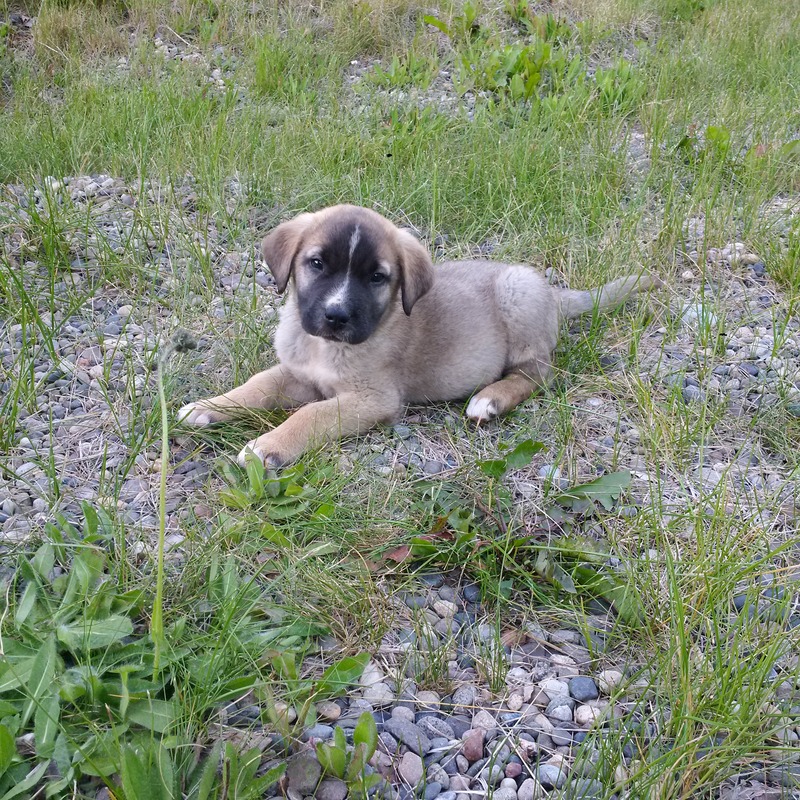 Name:  IMG_20160726_185634_zpsyyoe2255.jpg
Views: 397
Size:  361.4 KB