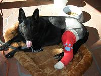 will a 40 hp increase in power damage trans-twins-fritz-papa-008.jpg