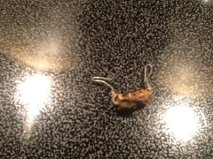 Name: Resistor_zps018fc68d.jpg
Views: 541
Size: 32.4 KB