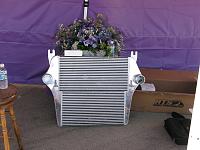 SLED PULL,  PALMDALE!!!  (June 14)-img_0985_3.jpg