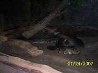 A YELLOW snake chased me to work!-100_0701.jpg