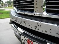 Love Bugs-img_0096.jpg