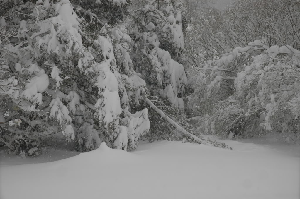 Name:  DSC_0002.jpg
Views: 20
Size:  163.6 KB