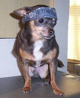 Claremont, VA Dyno Event-cockroach.jpg