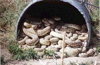 snakes-snakes-culvert.jpg