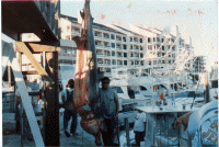 Big Fish Pictures-914tiger.gif