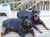 How to keep cats out of yard?-camera-036-medium-.jpg