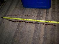 Any East Texas Snake Species Experts?-227.jpg