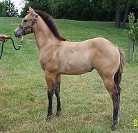 DTR's HOLIDAY BREAKROOM***11/18-11/25/07-ginger-left-side.jpg