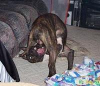 You Failed-dog.jpg
