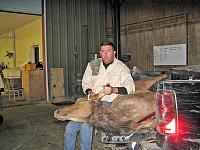 Mescalero Elk Hunt-550yd-cow-elk.jpg