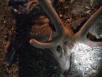 Wild Hog Hunting Florida style-img_0324.jpg