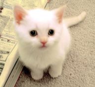Name:  cat.jpg
Views: 126
Size:  6.9 KB