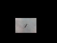 Anybody know what kind of bug this is?-insect.jpg