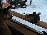 How to cook squirrel-img_0569.jpg