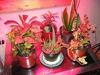 Keeping house plants in the north-led.jpg