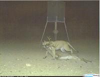 Look what showed up on the stealth cam-004.jpg