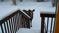 The Water Cooler Nov 28 - Dec 04-back-porch-moose.jpg