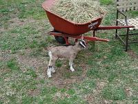 Quick question about goats-dsc00881.jpg