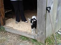 Quick question about goats-dsc00882.jpg