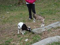 Quick question about goats-dsc00885.jpg