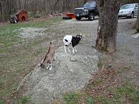 Quick question about goats-dsc00886.jpg