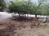 Why we hunt deer in the wild..........-deer.jpg