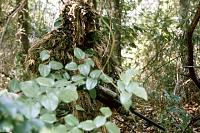 The "Official" One Week Til Christmas Breakroom-sniper_ghillie_suit.jpg