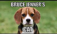 Ph00, Coffee, Yarns and Fun Place - 6/14 - 6/20-bj-cat.jpg
