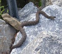 Pre-Carlisle Car show wrench fest breakroom-snake.jpg