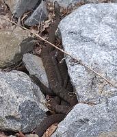 Pre-Carlisle Car show wrench fest breakroom-snakes.jpg