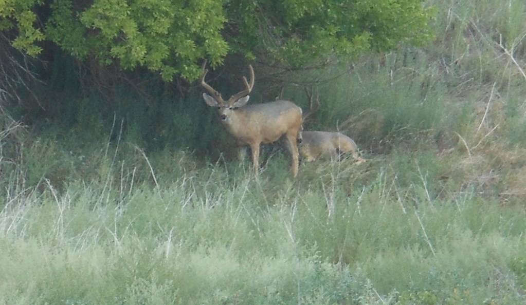 Name:  126cropped.jpg
Views: 76
Size:  139.0 KB