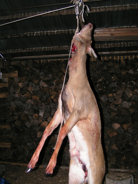 Name:  Doe_zps10ba67fa.jpg
Views: 62
Size:  139.1 KB