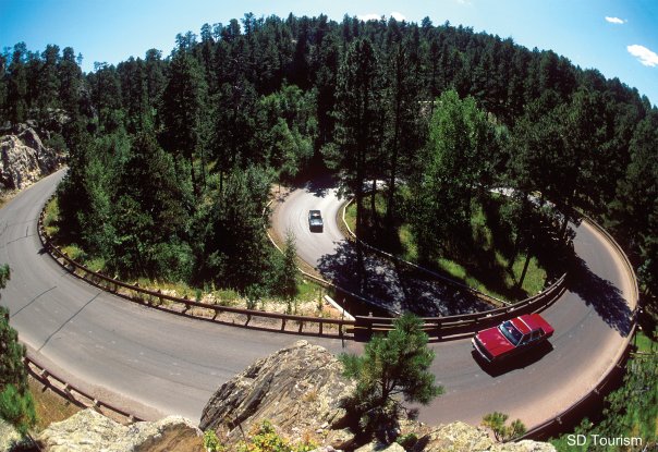Name:  Black-Hills-Pigtail.jpg
Views: 19
Size:  86.0 KB