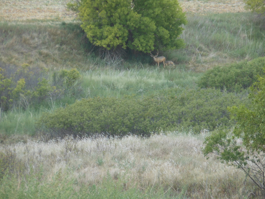 Name:  125.jpg
Views: 86
Size:  262.1 KB