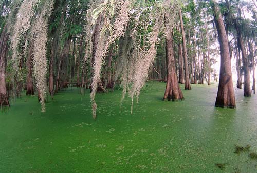 Name: spanishmoss.jpg
Views: 155
Size: 55.0 KB