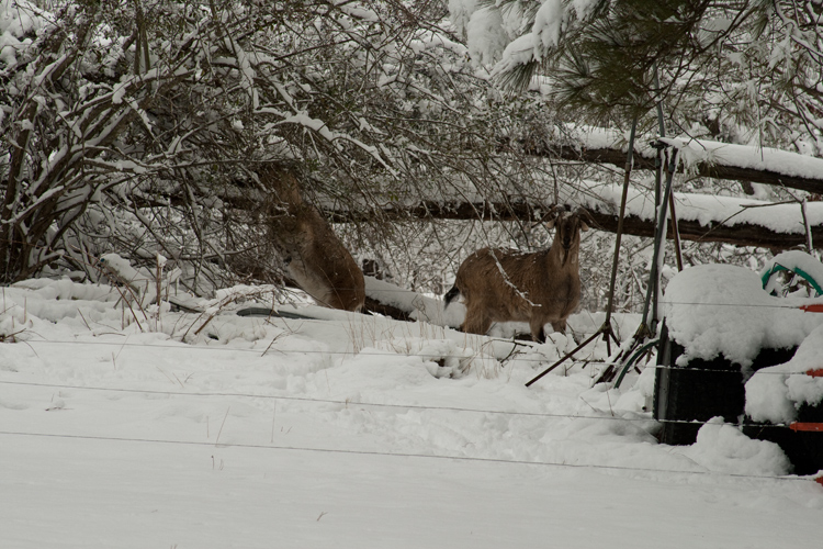 Name:  705a5271.jpg
Views: 56
Size:  273.0 KB
