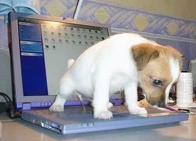 Name:  bad-dog-laptop.jpg
Views: 26
Size:  21.7 KB