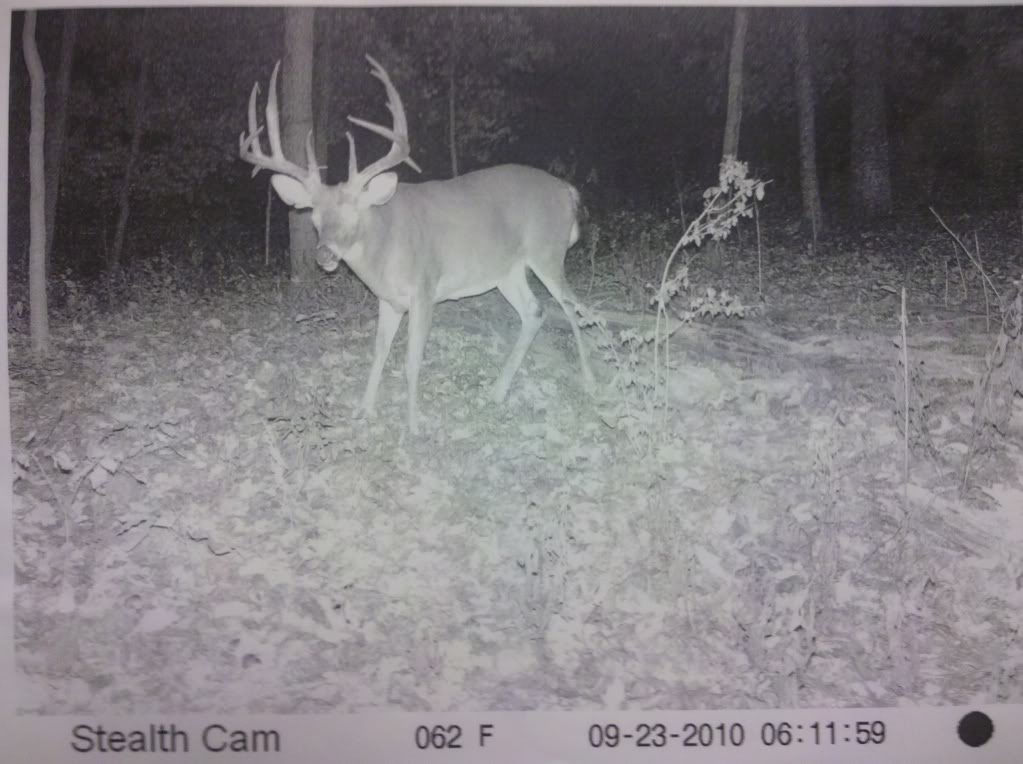 Name:  deer.jpg
Views: 101
Size:  122.6 KB