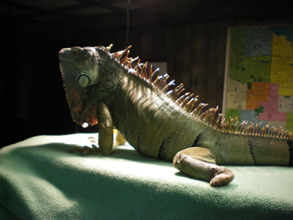 Name:  pictures015-1.jpg
Views: 44
Size:  172.5 KB