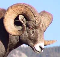 Name:  ram.jpg
Views: 47
Size:  8.2 KB