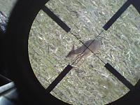 Any Deer Hunters out there? post some pics!-cross-hairs.jpg