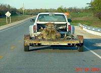 horse transport ?-cow-transport.jpg