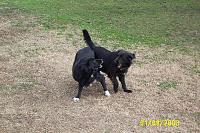 April Meet at The Ranch-both-dogs.jpg