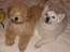 SBdog's Avatar