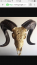 Dustin Dotson's Avatar