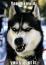 Justwannabeme's Avatar